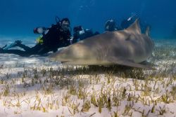 Lemon Shark among photographers by Karl Dietz 